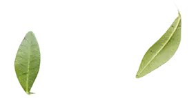 Decorative leaf