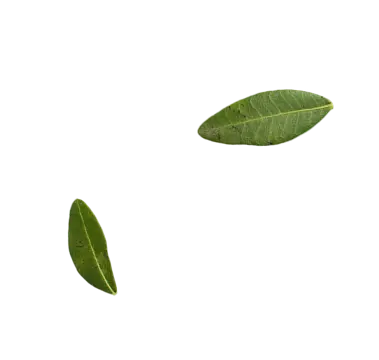Decorative leaf